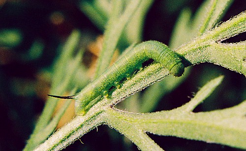 Third instar larva of Hemaris croatica croatica, Crimea, Ukraine. Photo: &copy; Serge Yevdoshenko.