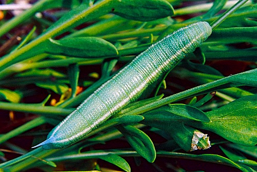 Final instar larva of Hemaris croatica croatica (green form), Crimea, Ukraine. Photo: &copy; Serge Yevdoshenko.