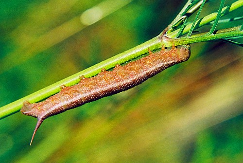 Final instar larva of Hemaris croatica croatica (brown form), Crimea, Ukraine. Photo: &copy; Serge Yevdoshenko.