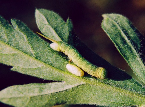 Fourth instar larva of Hemaris croatica croatica with Cotesia cocoon, Crimea, Ukraine. Photo: &copy; Serge Yevdoshenko.