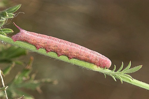 Final instar larva of Hemaris croatica croatica (brown form), Tarkhankut, Crimea, Ukraine. Photo: &copy; Nickolai Ivshin.