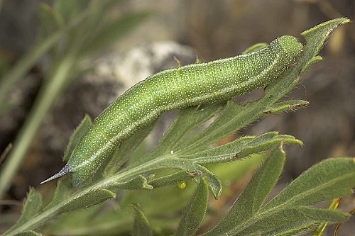 Final instar larva of Hemaris croatica croatica (green form), Tarkhankut, Crimea, Ukraine. Photo: &copy; Nickolai Ivshin.