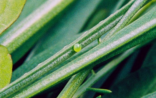 Egg of Hemaris croatica croatica, Crimea, Ukraine. Photo: &copy; Serge Yevdoshenko.