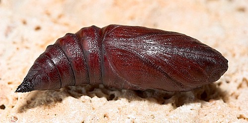 Pupa of Hemaris croatica croatica (ventral view), Tarkhankut, Crimea, Ukraine. Photo: &copy; Nickolai Ivshin.