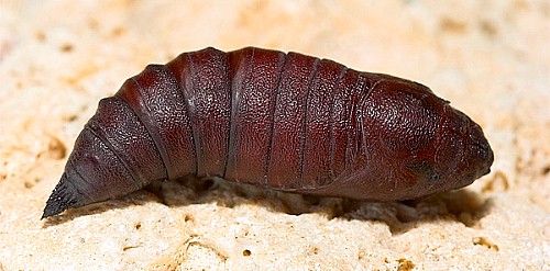 Pupa of Hemaris croatica croatica (dorsal view), Tarkhankut, Crimea, Ukraine. Photo: &copy; Nickolai Ivshin.