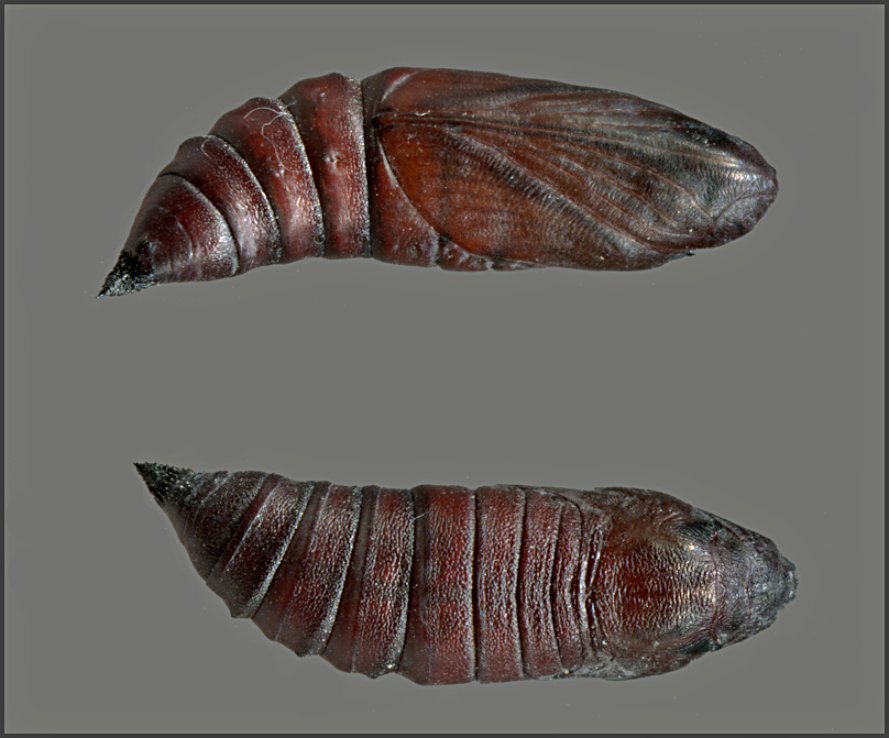 Pupa of Hemaris croatica croatica, Crimea, Ukraine, leg. Serge Yevdoshenko. Photo: &copy; Tony Pittaway.