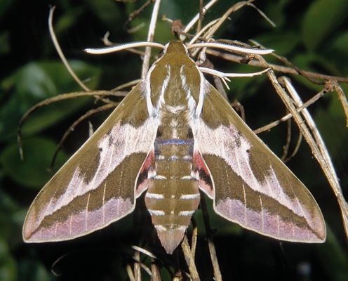 Male of Hyles dahlii, Sardinia. Photo: &copy; Tony Pittaway
