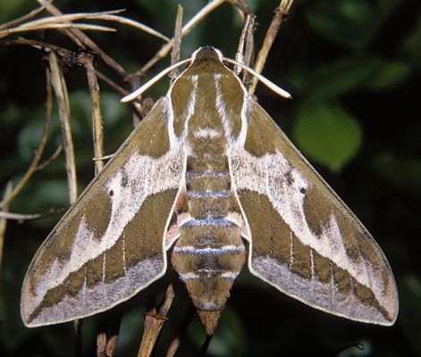 Female of Hyles dahlii, Sardinia. Photo: &copy; Tony Pittaway