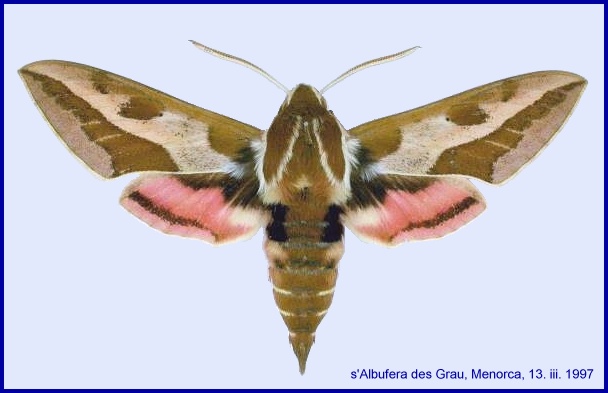 Hyles dahlii x Hyles euphorbiae hybrid, Menorca. Phptp: &copy; Martin Honey, NHMUK