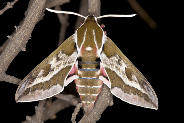 Male of Hyles dahlii, Menorca, 2011. Photo: &copy; Frank Deschandol.