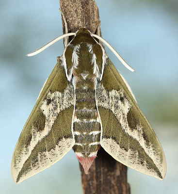 Male of Hyles dahlii, Menorca, 2011. Photo: &copy; Jean Haxaire.