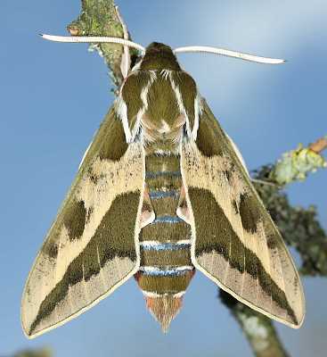 Male of Hyles dahlii, Menorca, 2011. Photo: &copy; Jean Haxaire.