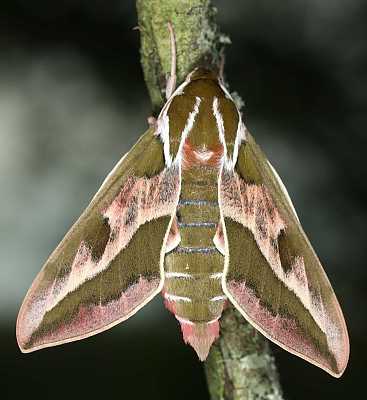Male of Hyles dahlii, Menorca, 2011. Photo: &copy; Jean Haxaire.