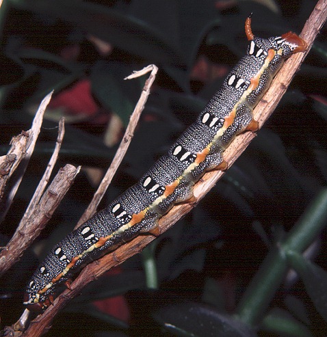 Full-grown larva of Hyles dahlii in typical resting position, Sardinia. Photo: &copy; Tony Pittaway.