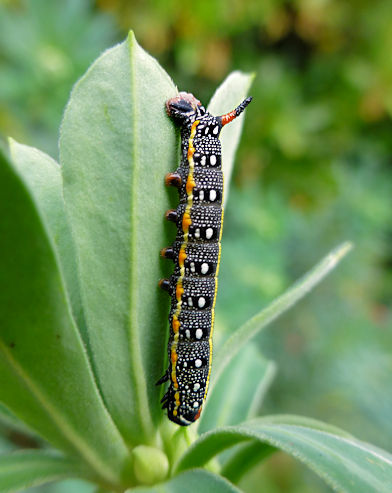 Third instar larva of Hyles dahlii, Irgoli, Nuoro Province, Sardinia. Photo: &copy; Tony Pittaway.