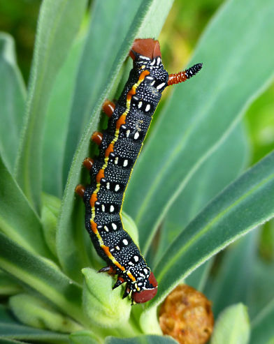 Early fourth instar larva of Hyles dahlii, Irgoli, Nuoro Province, Sardinia. Photo: &copy; Tony Pittaway.
