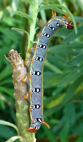 Near full-grown larva of Hyles dahlii, Irgoli, Nuoro Province, Sardinia. Photo: &copy; Tony Pittaway.