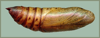 Pupa of Hyles dahlii. Photo: &copy; Tony Pittaway.