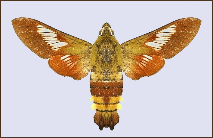 Hemaris dentata (faded), southern Turkey. Photo: &copy; NHMUK.