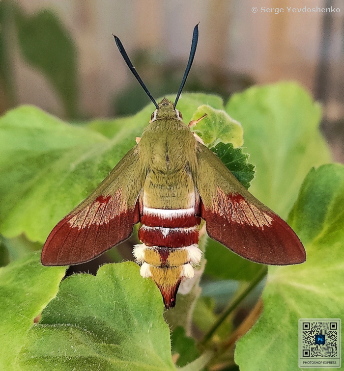 Female Hemaris dentata with residual pre-flight wing scales, Anamas Daglari, Anatolia, Turkey, reared from a larva found 27.vi.2024. Photo: &copy; Serge Yevdoshenko.