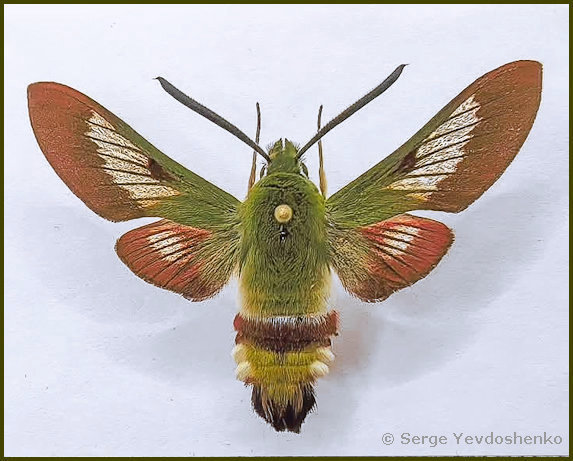 Male Hemaris dentata with residual pre-flight wing scales, Anamas Daglari, Anatolia, Turkey, reared from a larva found vi.2024. Photo: &copy; Serge Yevdoshenko.