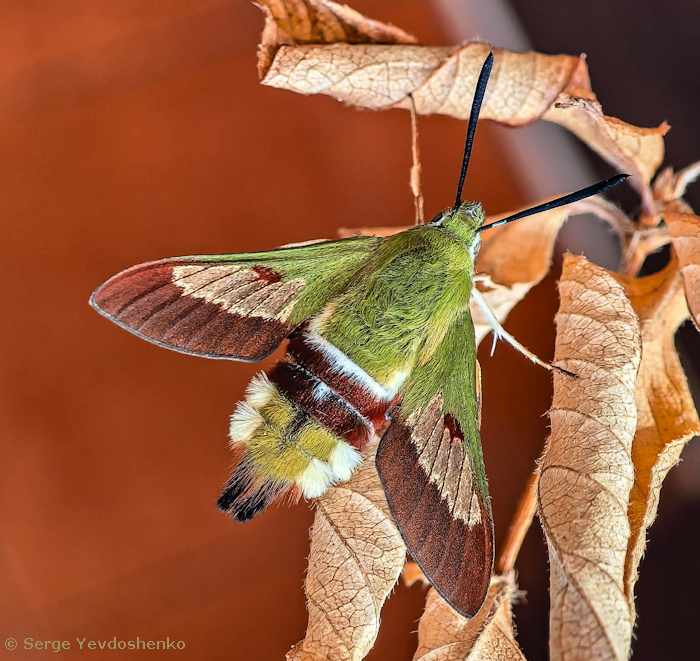 Female Hemaris dentata with residual pre-flight wing scales, Anamas Daglari, Anatolia, Turkey, reared from a larva found vi.2024. Photo: &copy; Serge Yevdoshenko.