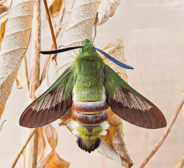 Male Hemaris dentata, Anamas Daglari with residual pre-flight wing scales, Anatolia, Turkey, reared from a larva found vi.2024. Photo: &copy; Serge Yevdoshenko.