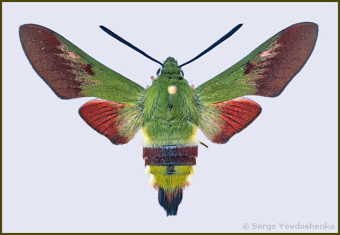 Male Hemaris dentata with extensive scaling, Anamas Daglari, Anatolia, Turkey, reared 2025. Photo: &copy; Serge Yevdoshenko.