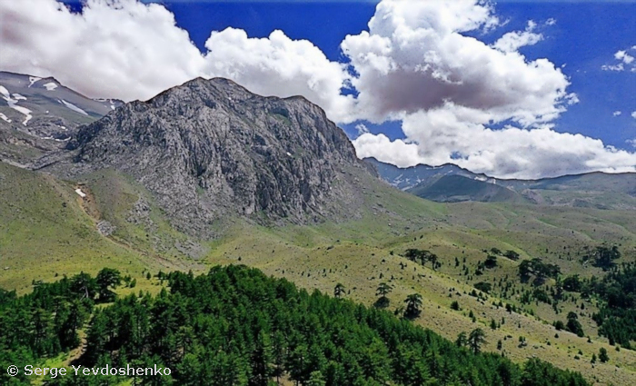 Habitat of Hemaris dentata, Anamas Daglari, Anatolia, Turkey, June 2024. Photo: &copy; Serge Yevdoshenko.