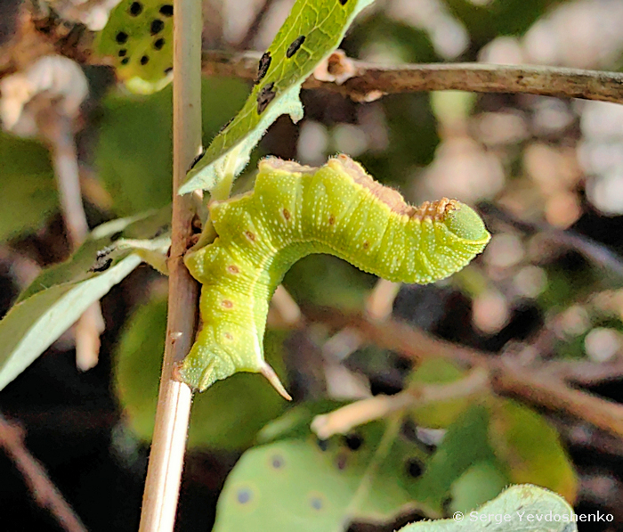 Full-grown larva of Hemaris dentata, Anamas Daglari, Anatolia, Turkey, 27.vi.2024. Photo: &copy; Serge Yevdoshenko.