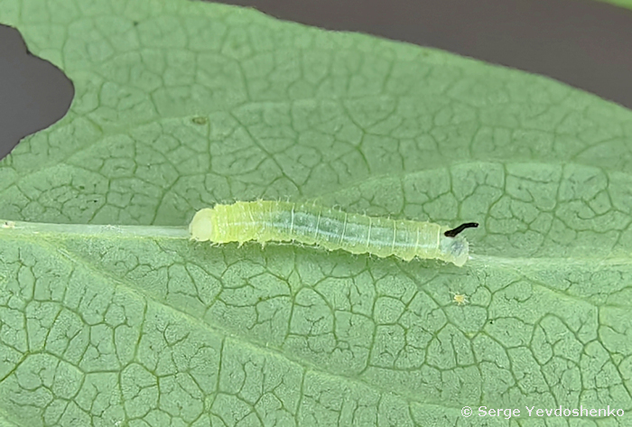 First instar larva of Hemaris dentata, Anamas Daglari, Anatolia, Turkey, ex ovo vi.2024. Photo: &copy; Serge Yevdoshenko.