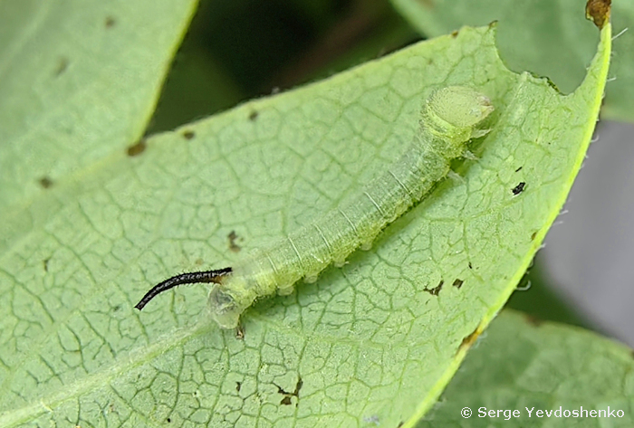 Second instar larva of Hemaris dentata, Anamas Daglari, Anatolia, Turkey, ex ovo vi.2024. Photo: &copy; Serge Yevdoshenko.
