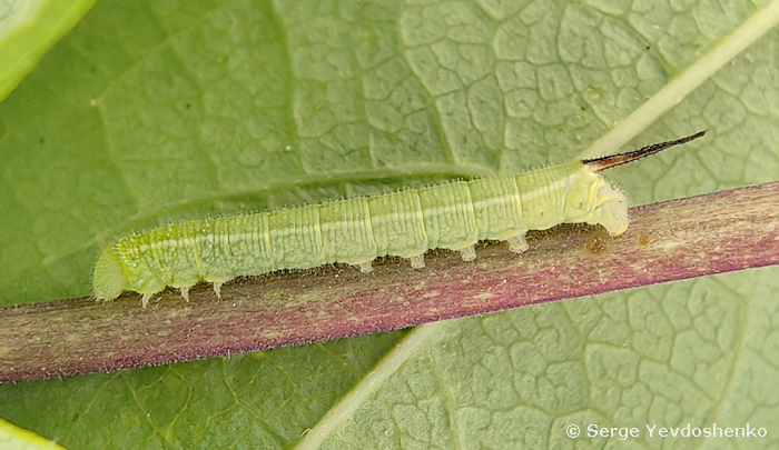 Third instar larva of Hemaris dentata, Anamas Daglari, Anatolia, Turkey, ex ovo vi.2024. Photo: &copy; Serge Yevdoshenko.