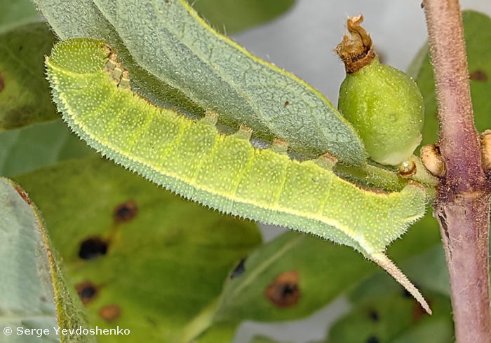 Fourth instar larva of Hemaris dentata, Anamas Daglari, Anatolia, Turkey, ex ovo vi.2024. Photo: &copy; Serge Yevdoshenko.