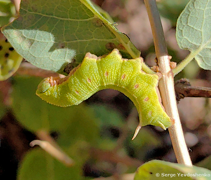 Full-grown larva of Hemaris dentata, Anamas Daglari, Anatolia, Turkey, 27.vi.2024. Photo: &copy; Serge Yevdoshenko.