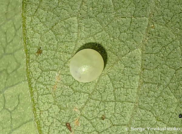 Egg of Hemaris dentata, Anamas Daglari, Anatolia, Turkey, vi.2024. Photo: &copy; Serge Yevdoshenko.