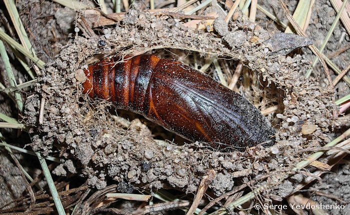 Pupa of Hemaris dentata in a soil cell, Anamas Daglari, Anatolia, Turkey, ex ovo vi.2024. Photo: &copy; Serge Yevdoshenko.