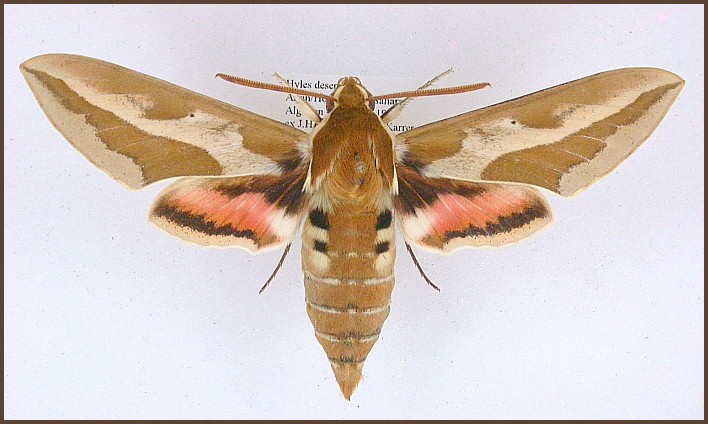 Male Hyles tithymali deserticola, Algeria. Photo: &copy; Pascal R&eacute;gnier.