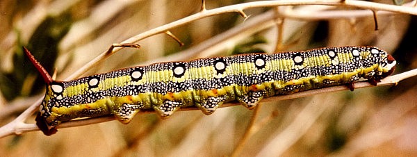 Full-grown larva of Hyles tithymali deserticola. Photo: &copy; H. Stadelmeier.