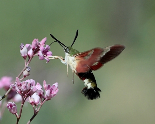 Male Hemaris ducalis feeding from the flowers of dogbane (Apocynum), Karatau area, Kazakhstan, 2015. Photo: &copy; Dmitry Shovkoon.