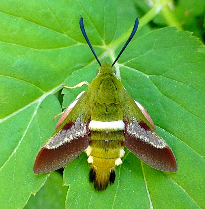Male Hemaris ducalis with pre-flight scales, Chatkal Mountains, Kyrgyzstan, bred 2017/18, leg. Serge Yevdoshenko. Photo: &copy; Tony Pittaway.