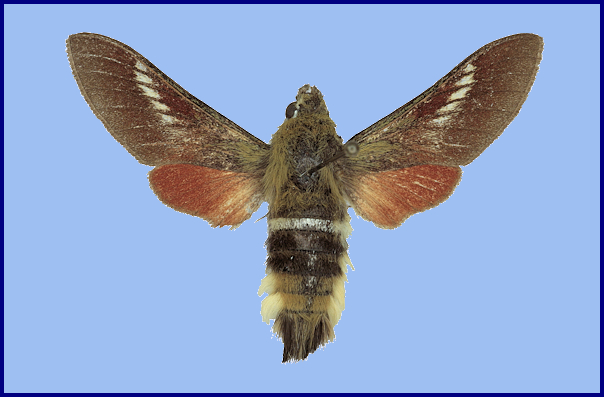 Male Hemaris ducalis ducalis f. lukhtanovi, Shandur Pass (Gilgit-Chitral road), Gilgit, Pakistan, 3700-4000m, 6-11.vii.1995. Photo: &copy; Ronald Brechlin.