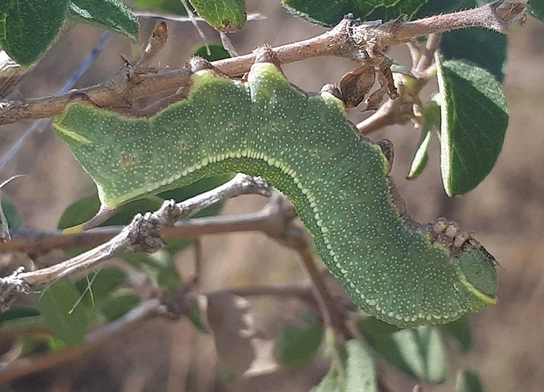 Full-grown green form larva of Hemaris ducalis on Lonicera, Chatkal Mountains, Kyrgyzstan, 28.vii.2017. Photo: &copy; Serge Yevdoshenko.