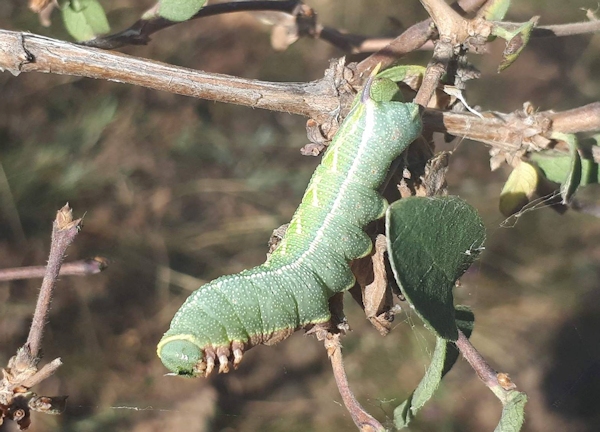 Full-grown green form larva of Hemaris ducalis on Lonicera, Chatkal Mountains, Kyrgyzstan, 28.vii.2017. Photo: &copy; Serge Yevdoshenko.