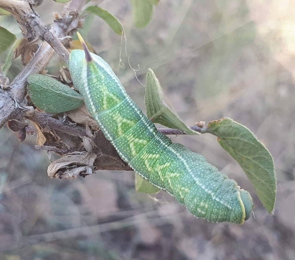 Full-grown green form larva of Hemaris ducalis on Lonicera, Chatkal Mountains, Kyrgyzstan, 28.vii.2017. Photo: &copy; Serge Yevdoshenko.
