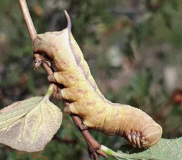 Full-grown brown form larva of Hemaris ducalis on Lonicera, Chatkal Mountains, Kyrgyzstan, 28.vii.2017. Photo: &copy; Serge Yevdoshenko.
