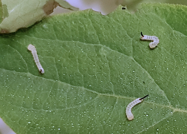 First instar larvae of Hemaris ducalis, Chatkal Mountains, Kyrgyzstan, bred 2017/18. Photo: &copy; Serge Yevdoshenko.