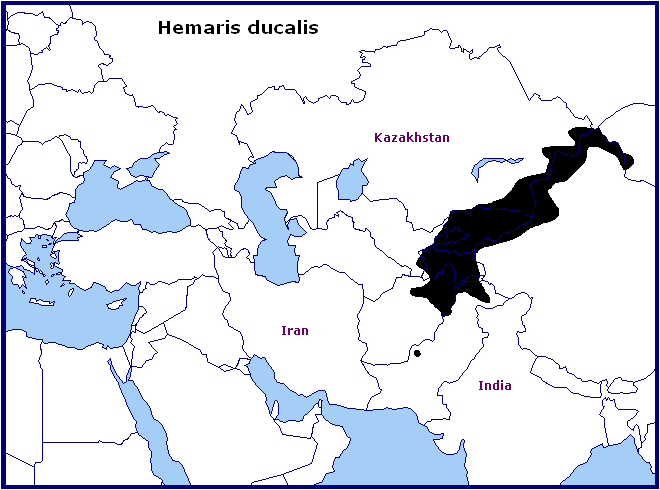 Global distribution of Hemaris ducalis. Map: &copy; Tony Pittaway.