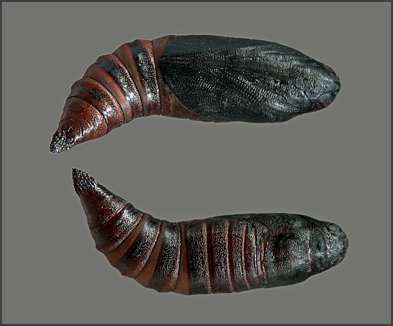 Pupa of Hemaris ducalis, Chatkal Mountains, Kyrgyzstan, bred 2017/18, leg. Serge Yevdoshenko. Photo: &copy; Tony Pittaway.