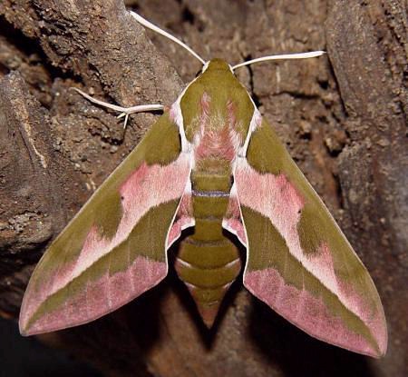 Female Hyles euphorbiae euphorbiae, near Set&uacute;bal, Portugal. Photo: &copy; Eduardo Marabuto.
